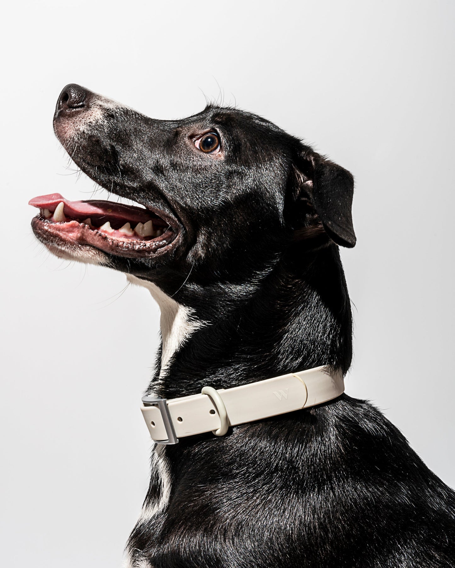 Gray | Dempsey, Lab Pit Mix, 55 lbs, Wearing L