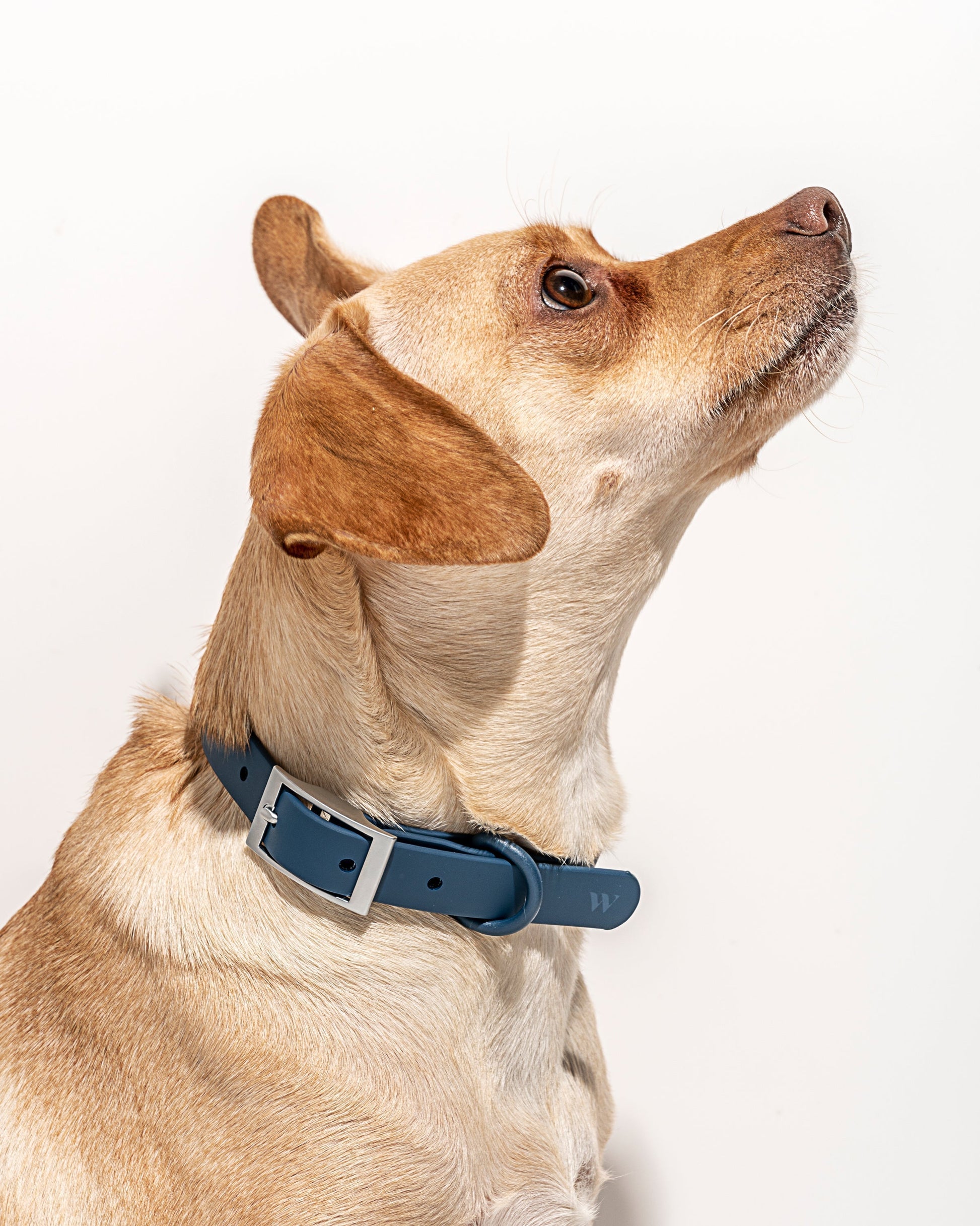 Navy | Oliver, Chihuahua Mix, 27 lbs, Wearing M