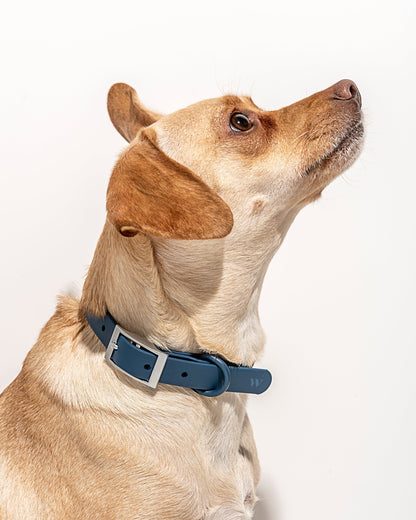 Navy | Oliver, Chihuahua Mix, 27 lbs, Wearing M
