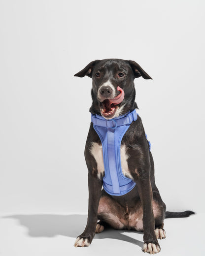 Moonstone | Dempsey, Lab Pit Mix, 55 lbs, Wearing Large