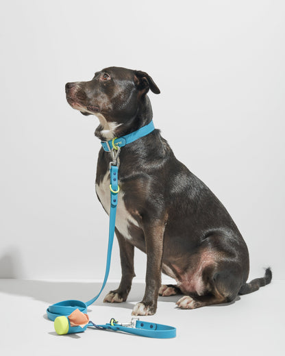 Hudson | Dempsey, Lab Pit Mix, 55 lbs, Wearing L